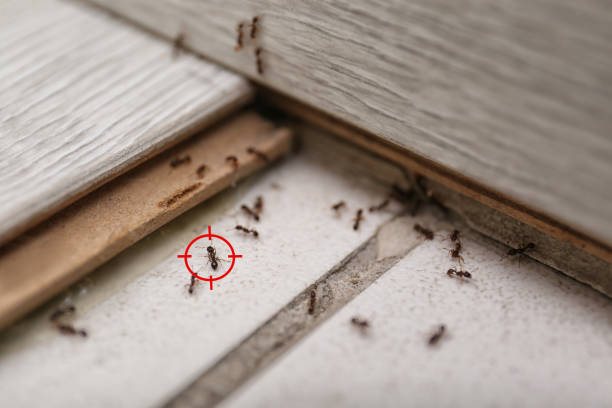 Best Local Pest Control Services  in Lake Ripley, WI