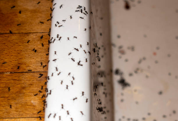 Best Commercial Pest Control Services  in Lake Ripley, WI